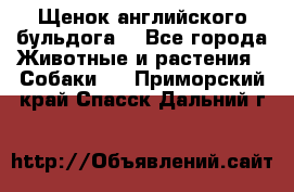 Щенок английского бульдога  - Все города Животные и растения » Собаки   . Приморский край,Спасск-Дальний г.